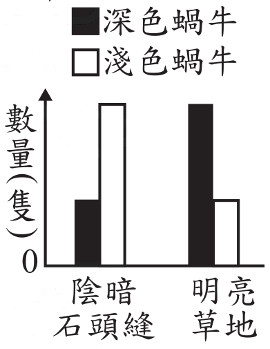 選項 C