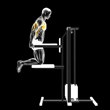 Assisted Chest Dip (Kneeling) demonstration
