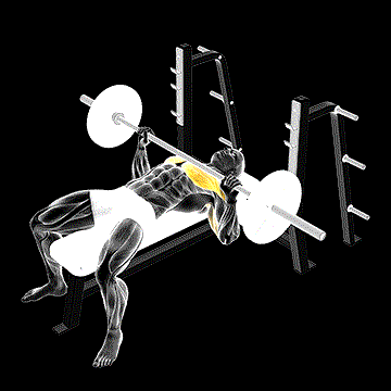 Barbell Bench Press demonstration