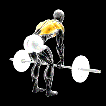 Barbell Bent-over Row demonstration