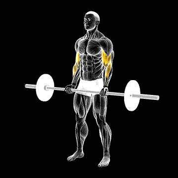 Barbell Curl demonstration