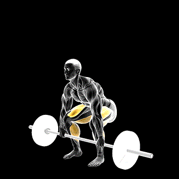 Barbell Deadlift demonstration
