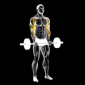 Barbell Drag Curl demonstration