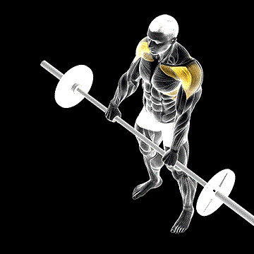 Barbell Front Raise demonstration