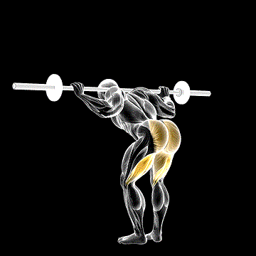 Barbell Good Morning demonstration