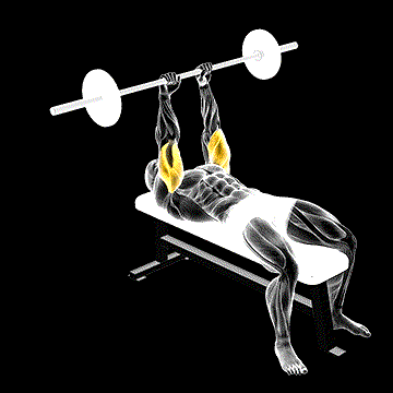 Barbell Lying Triceps Extension demonstration