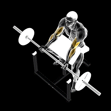 Barbell Preacher Curl demonstration