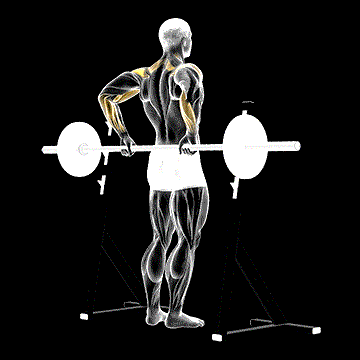 Barbell Rear Delt Raise demonstration