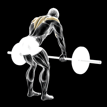 Barbell Rear Delt Row demonstration