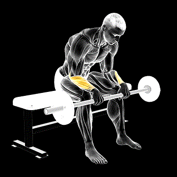 Barbell Wrist Reverse Curl demonstration