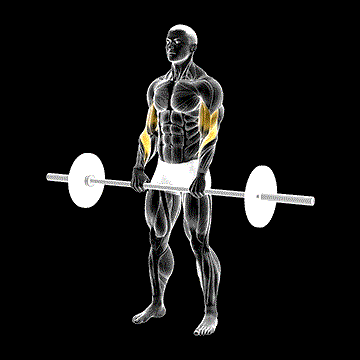 Barbell Reverse Curl demonstration