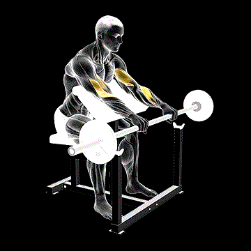Barbell Reverse Preacher Curl demonstration