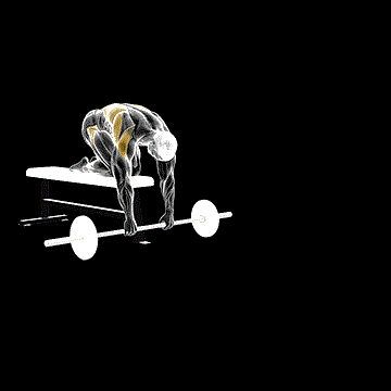 Barbell Rollout from Bench demonstration