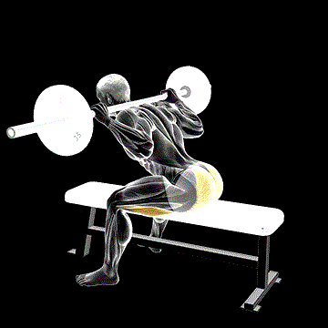 Barbell Seated Good Morning demonstration