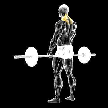 Barbell Shrug demonstration