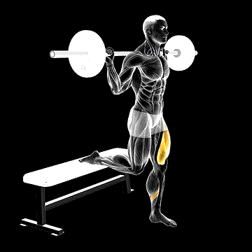 Barbell One-Leg Split Squat demonstration