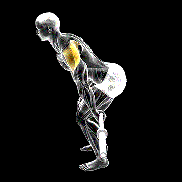 Barbell Skier demonstration