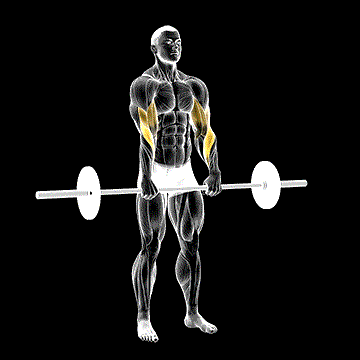 Barbell Standing Reverse-Grip Curl demonstration