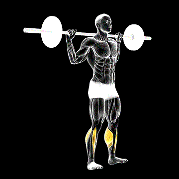 Barbell Standing Rocking Leg Calf Raise demonstration