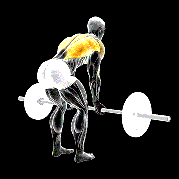 Barbell Reverse Grip Bent-over Row demonstration