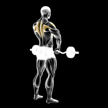 Barbell Upright Row demonstration