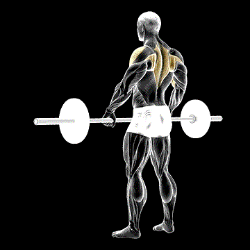 Barbell Wide-Grip Upright Row demonstration