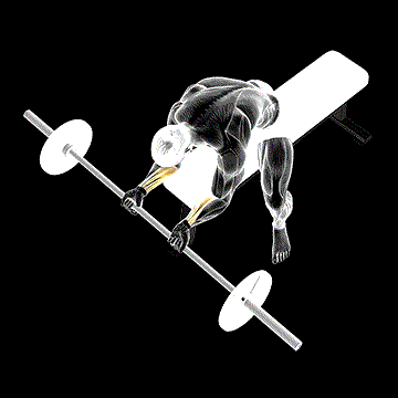 Barbell Wrist Curl demonstration