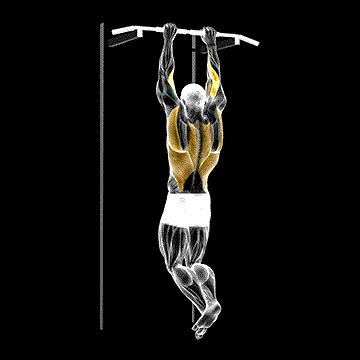 Brachialis Pull-up demonstration