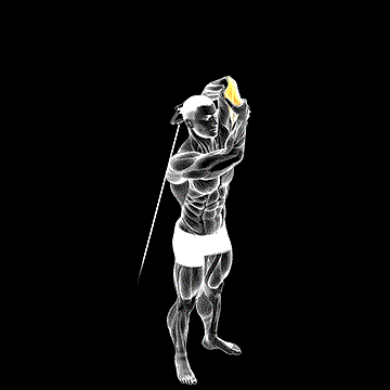 Cable Alternate Triceps Extension demonstration