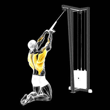 Cable High Row (Kneeling, Rope Attachment) demonstration