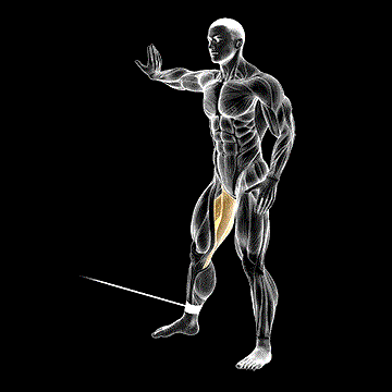 Cable Hip Adduction demonstration