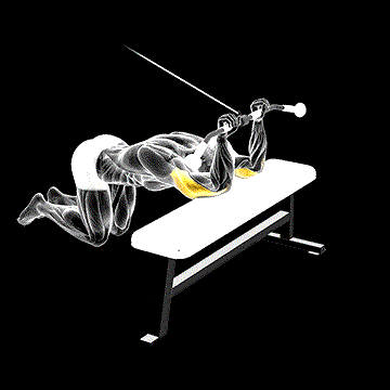 Cable Kneeling Triceps Extension demonstration