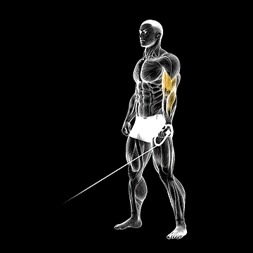 Cable One-Arm Curl demonstration