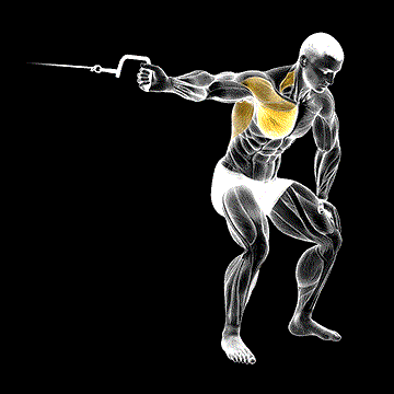 Cable One-Arm Bent-Over Lateral demonstration