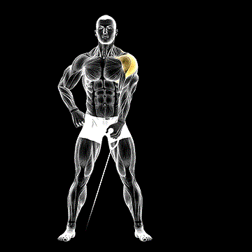 Cable One-Arm Lateral Raise demonstration