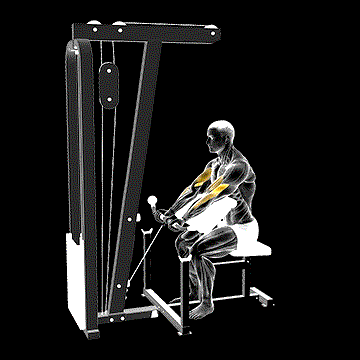 Cable Preacher Curl demonstration