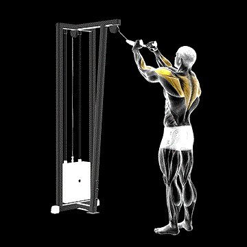 Cable Rear Delt Row (w/ Rope) demonstration