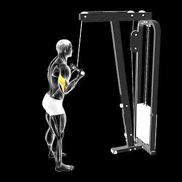 Cable Reverse-Grip Pushdown demonstration