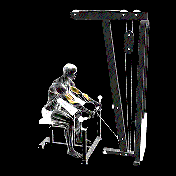 Cable Reverse Preacher Curl demonstration