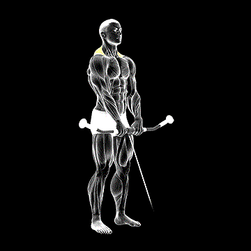 Cable Shrug demonstration