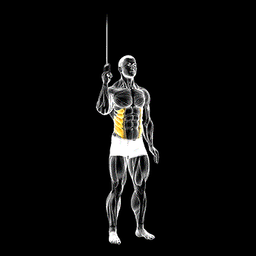 Cable Side Crunch demonstration
