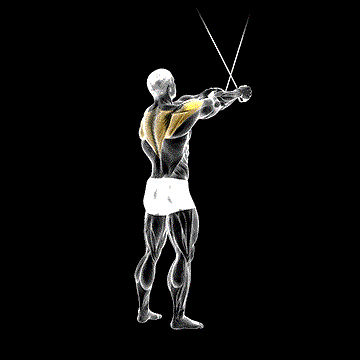 Cable Standing Cross-over High Reverse Fly demonstration