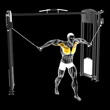 Cable Standing Fly demonstration