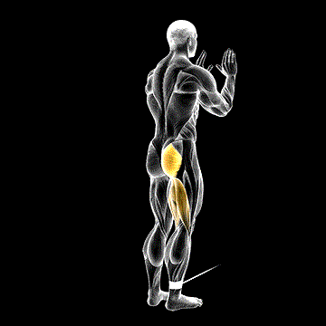 Cable Standing Hip Extension demonstration