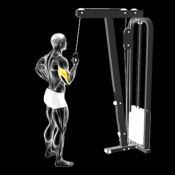 Cable Standing One-Arm Triceps Extension demonstration