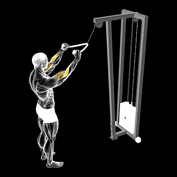 Cable Standing Pulldown (w/ Rope) demonstration