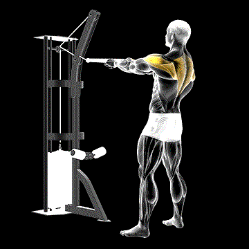 Cable Standing Rear Delt Row (w/ Rope) demonstration