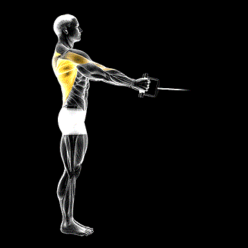 Cable Standing Row (V Bar) demonstration