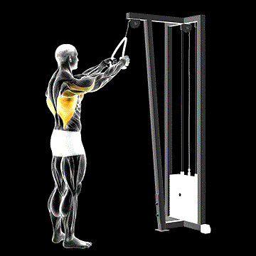 Cable Straight-Arm Pulldown (w/ Rope) demonstration
