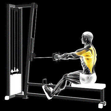 Cable Straight-Back Seated Row demonstration
